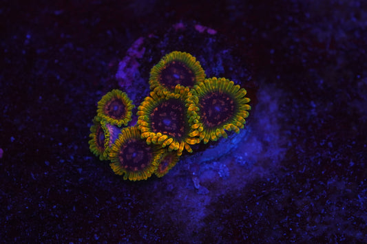 Predator Zoa