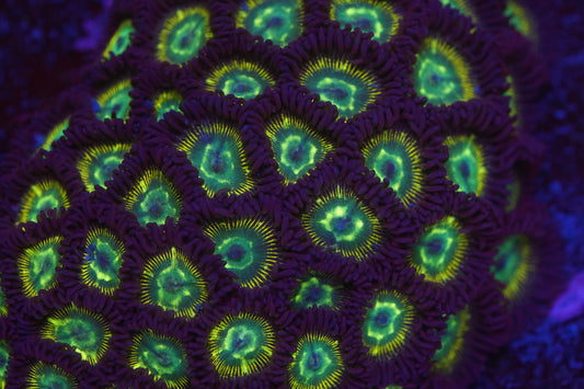 Brazilian Flag Zoa