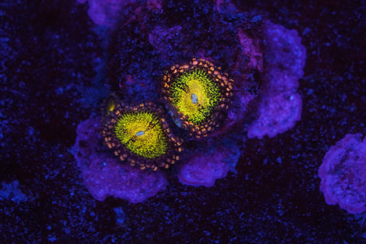 Fairy Dust Zoa