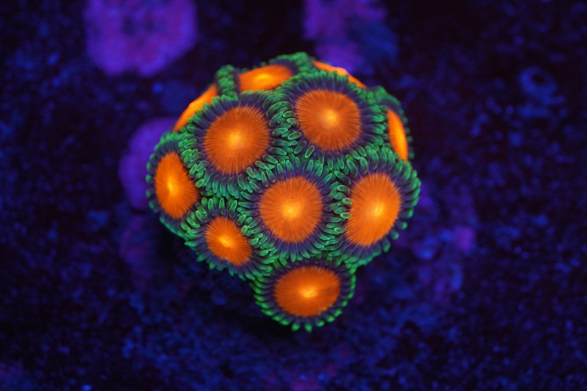 KFC Sunrise Supernova Zoa