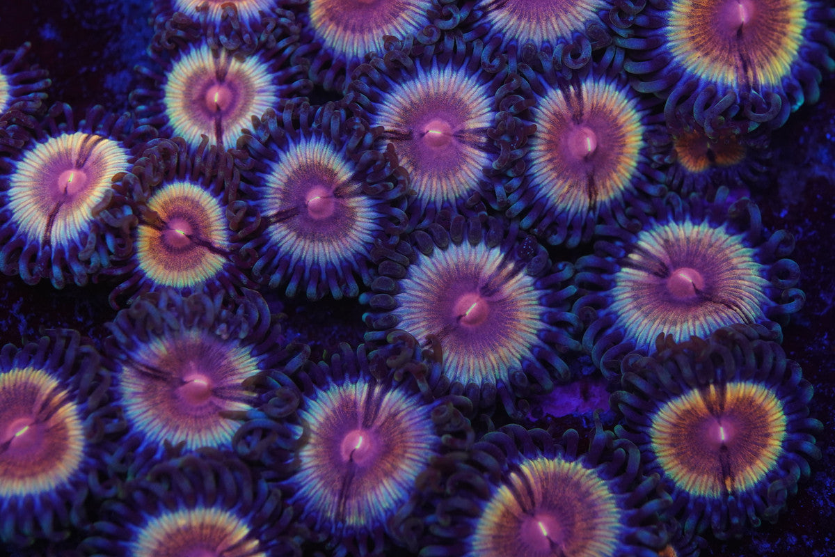 JF Sonic Flares Zoa