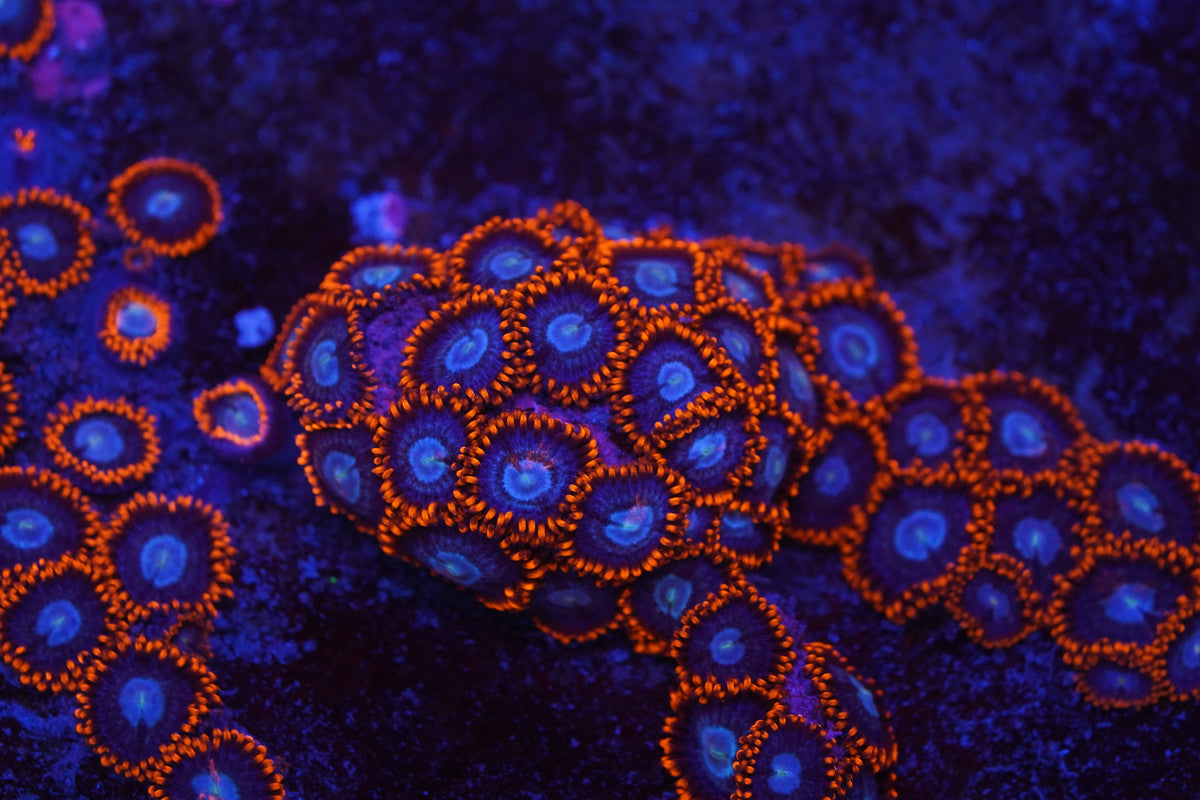 Fire and Ice Zoa