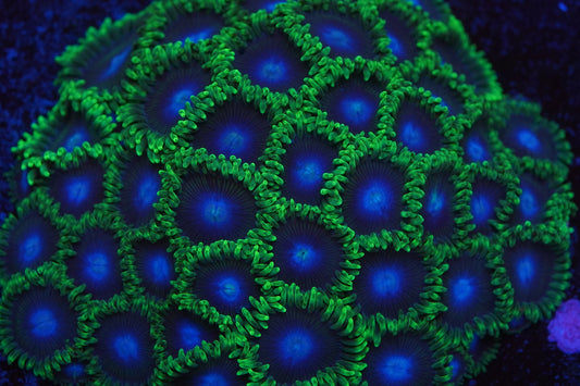 BlueBerry Fields Zoa