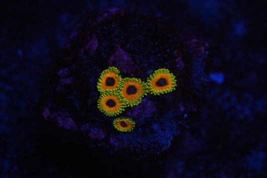 Great Owl Zoa