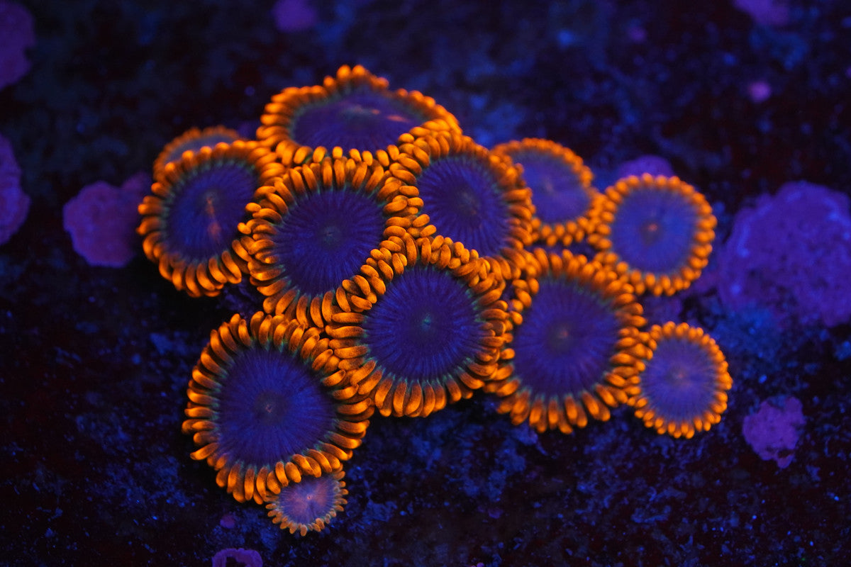 Ultra Violet Zoa