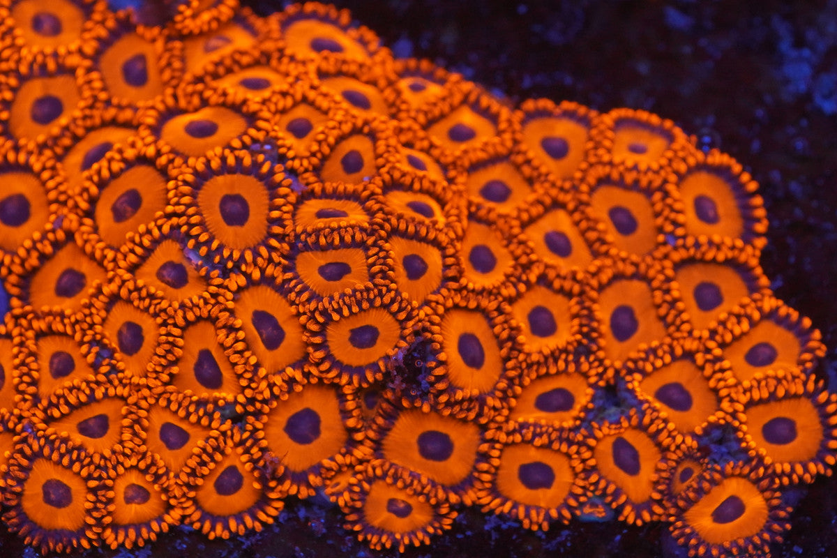 Orange Oxide Zoa