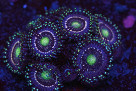 Blue Lagoon Zoa