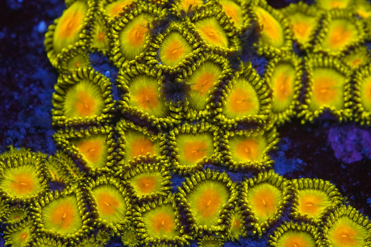 Golden Kiwi Zoa