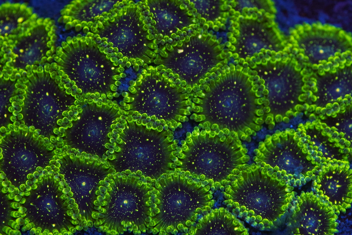 Exosphere Zoa