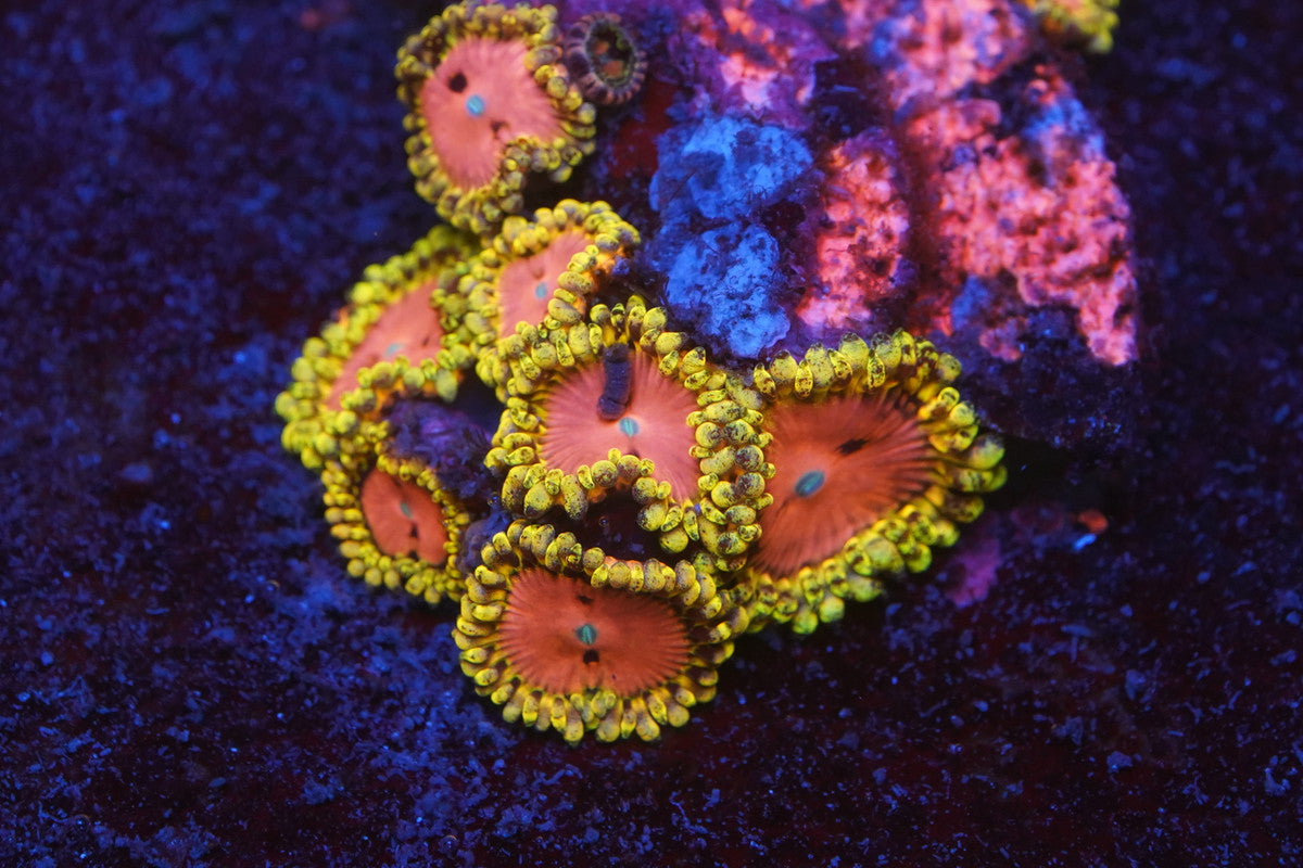 Pink Diamond Zoa