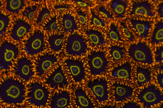 Rainbow Hornet Zoa