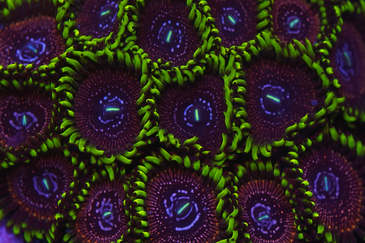 Black Orchid Zoa