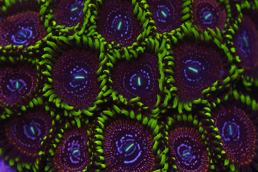 Black Orchid Zoa