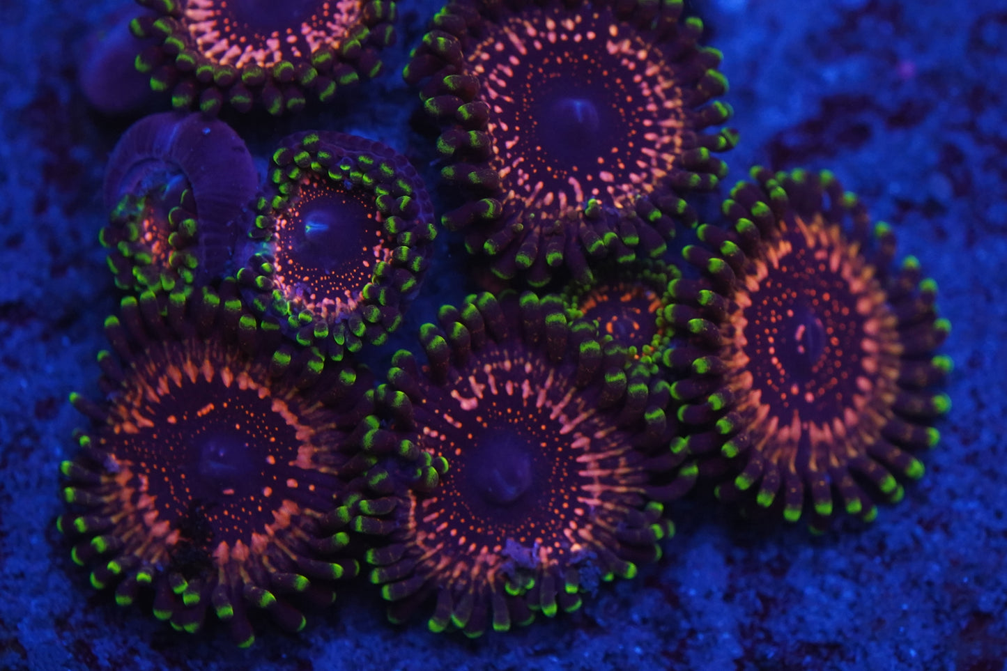 WWC Taser Zoa