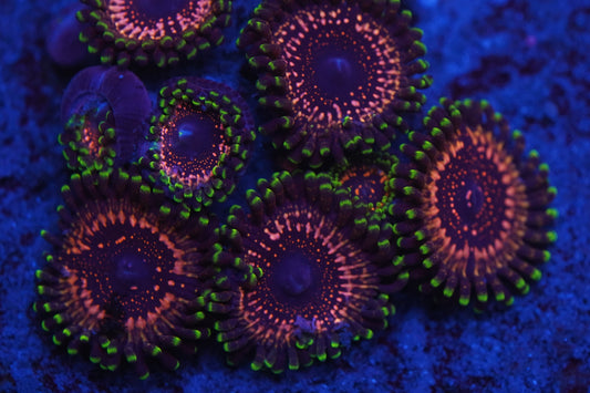 WWC Taser Zoa