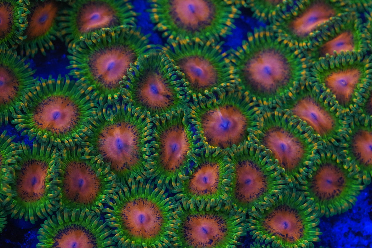 Awesome Blossom Zoa