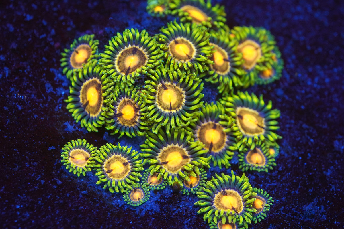 Laser Lemon Zoa