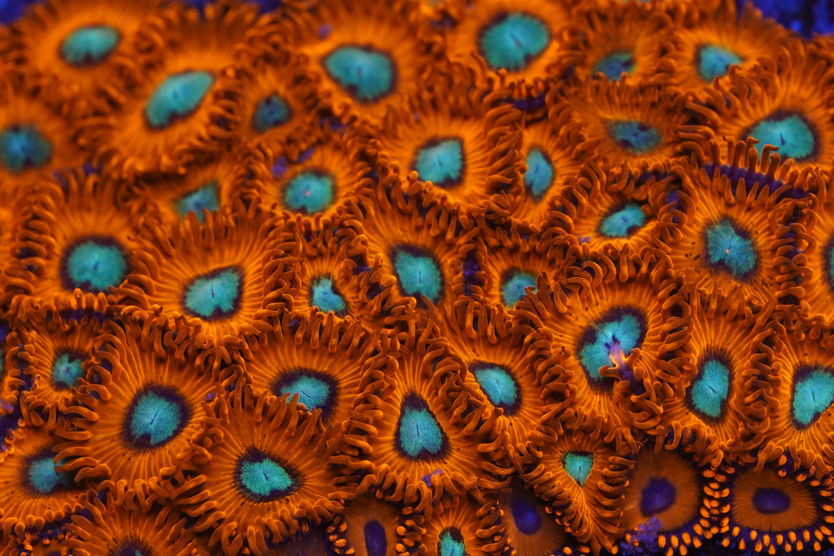 Charmander Zoa