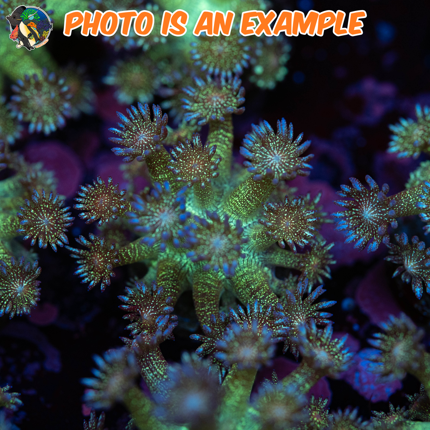 Green Glitter Bomb Goni