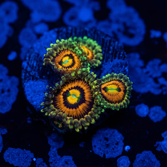 Rainbow Incinerator Zoa