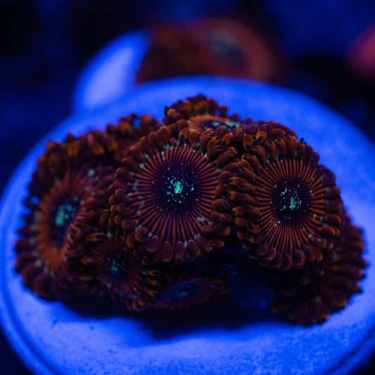Magician Zoa