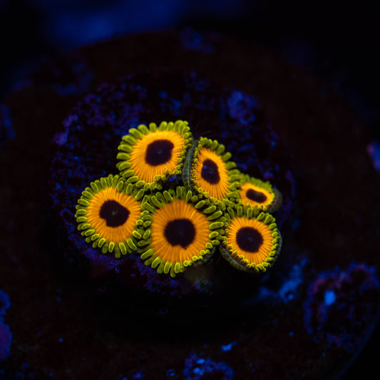 Great Owl Zoa