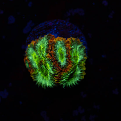 KFC Nuclear Ultron Favia