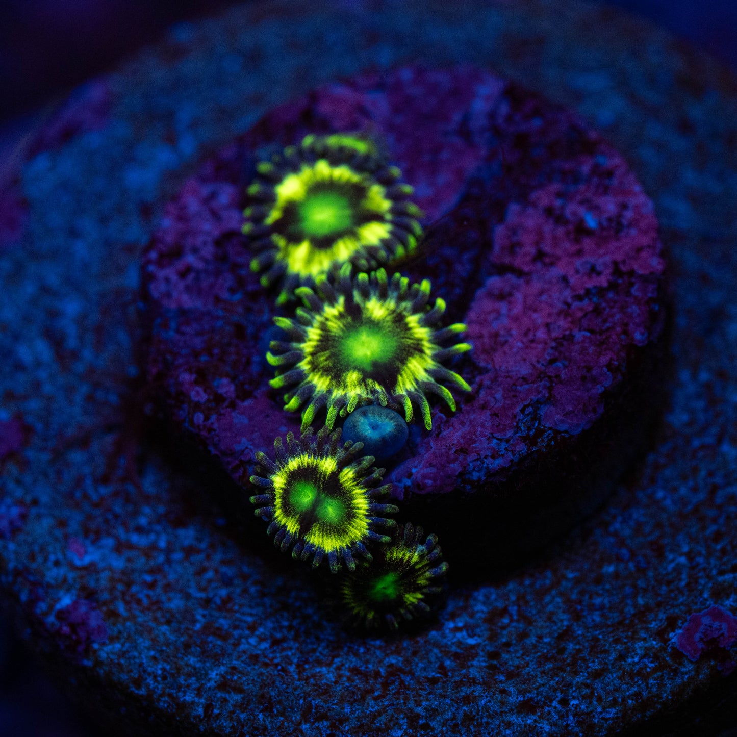 Zz63 || RAS STAR WARS ZOA