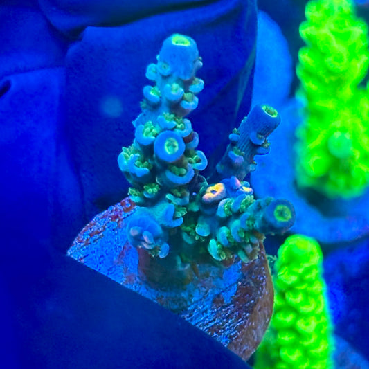 T1-F05-M09 || Electric Tide Tenuis Acro SPS Frag WYSIWYG