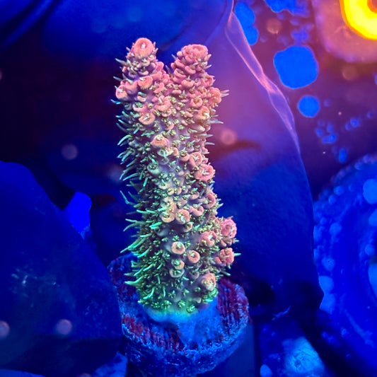 T1-E06-M08 || KFC Royal Pastel Milli SPS Frag WYSIWYG