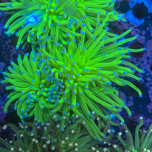 R3-10-M09 || 2 Head Blue-Tip Green Torch