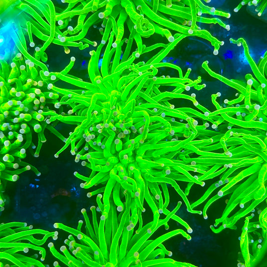 X5-17-M09 || 2 Head Malaysian Skittles Torch