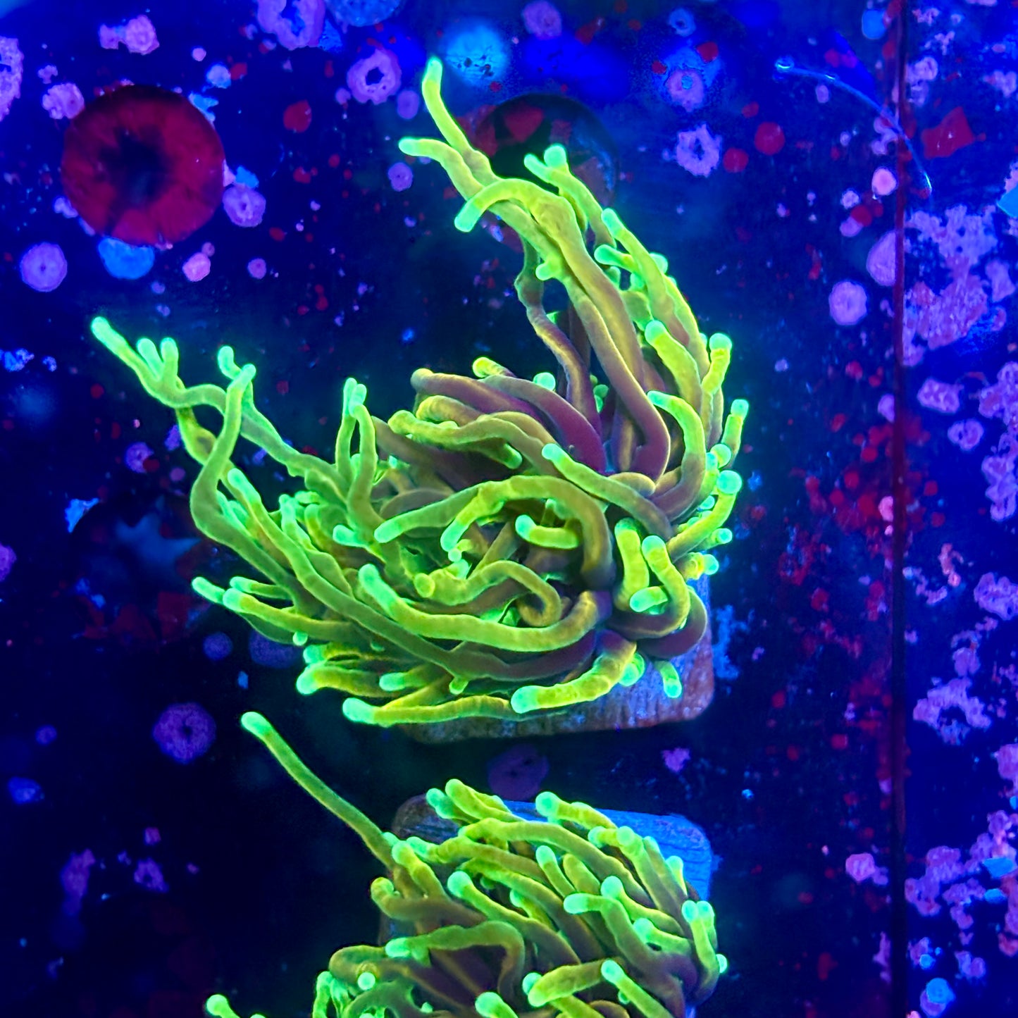 M3-19-M09|| 1Head Dragon Saul Torch