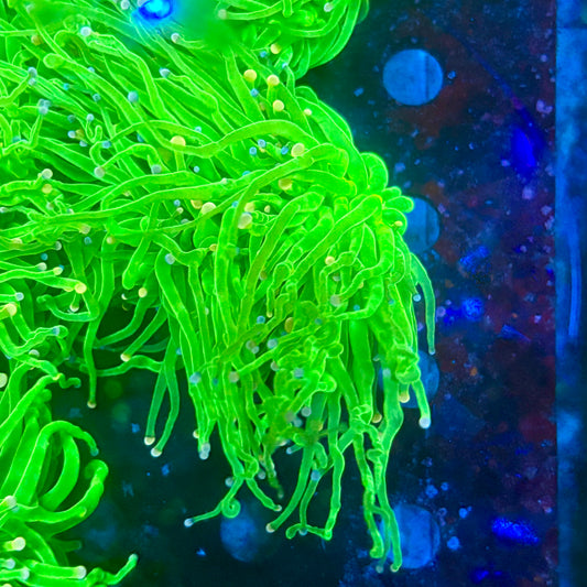 X5-02-M09 || 3 Head Malaysian Skittles Torch