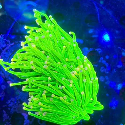 C2-11-M09|| 2Head Malaysian Skittles Torch