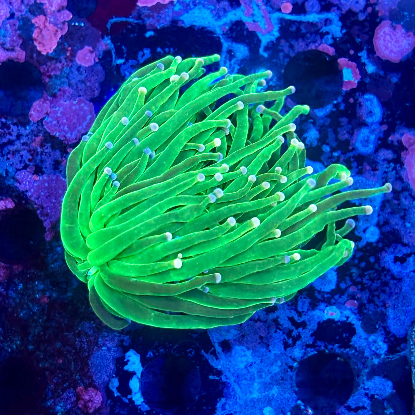 B3-19-M10 || 2 Head Malaysian Cotton Candy Torch WYSIWYG