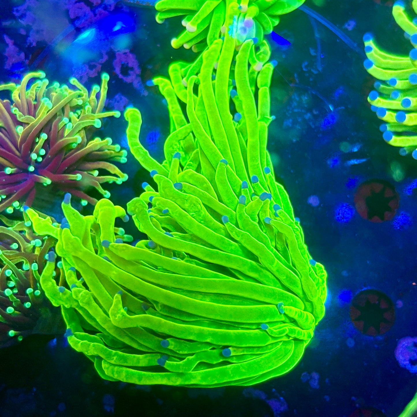 C2-14-M09|| 1Head Holy Grail Torch