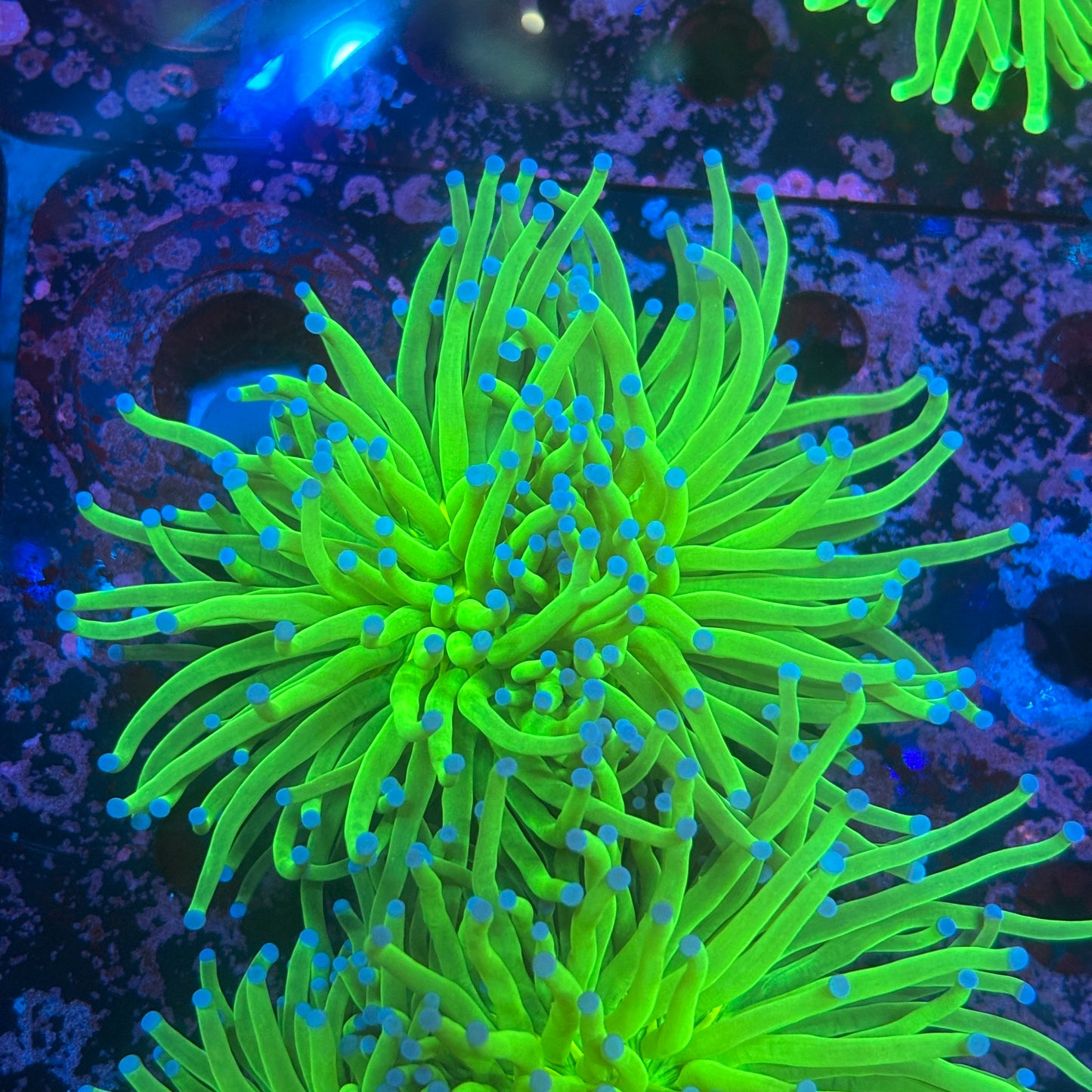 R3-03-M09 || 2 Head Blue-Tip Green Torch