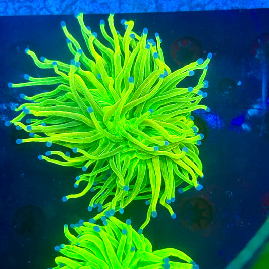 Y1-15-M09 || 1 Head Holly Grail Torch