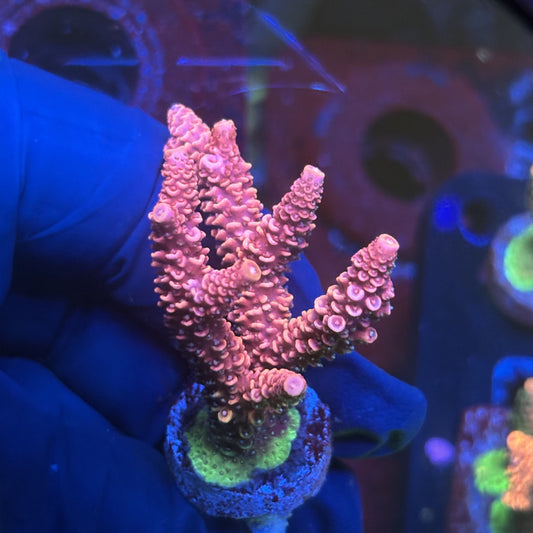 Y3-E01-M01 || Solomon Island Mille SPS