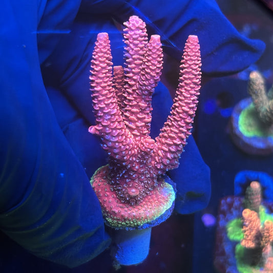 Y3-E02-M01 || Solomon Island Mille SPS