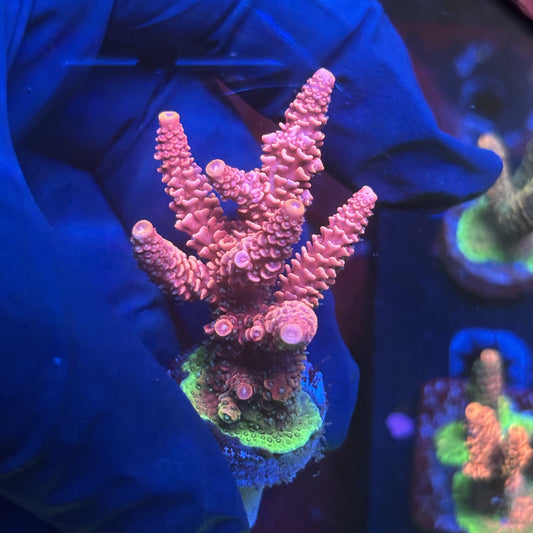 Y3-E03-M01 || Solomon Island Mille SPS