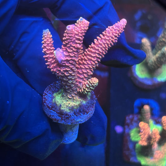 Y3-E04-M01 || Solomon Island Mille SPS