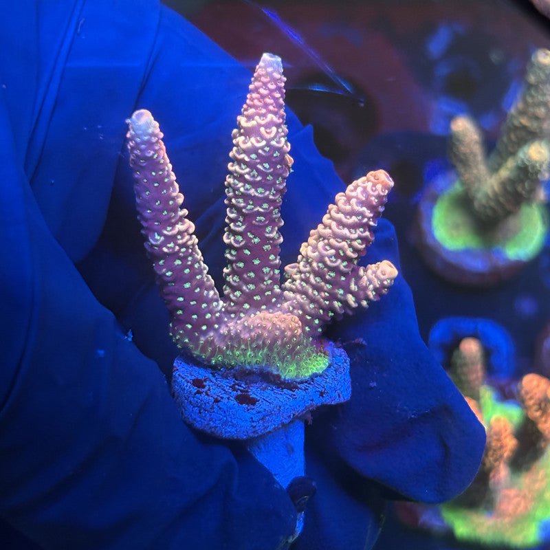 Y3-E05-M01 || Solomon Island Mille SPS