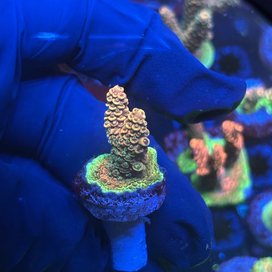 Y3-F03-M01 || Solomon Island Mille SPS