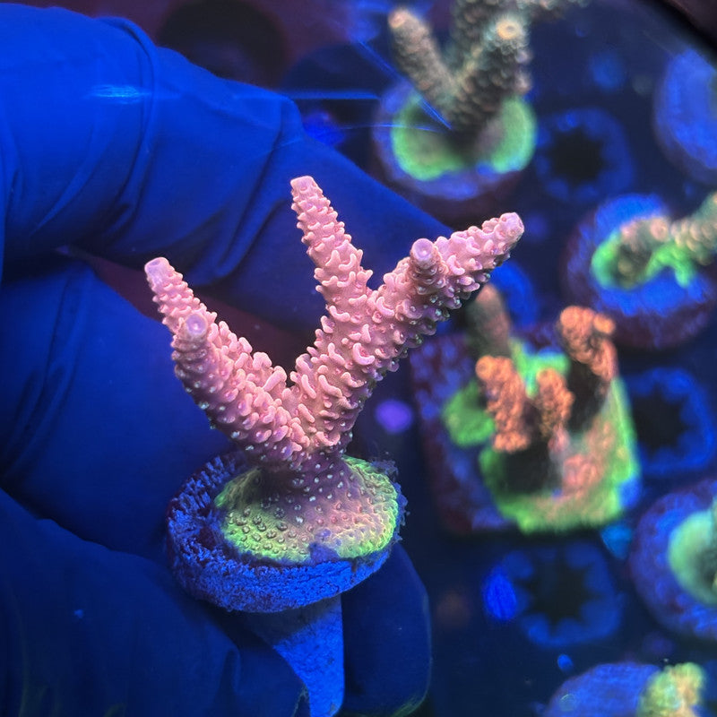 Y3-F05-M01 || Solomon Island Mille SPS