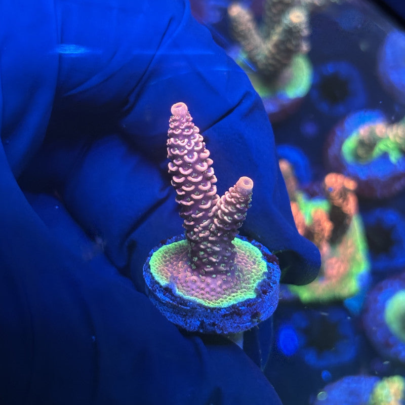 Y3-F06-M01 || Solomon Island Mille SPS