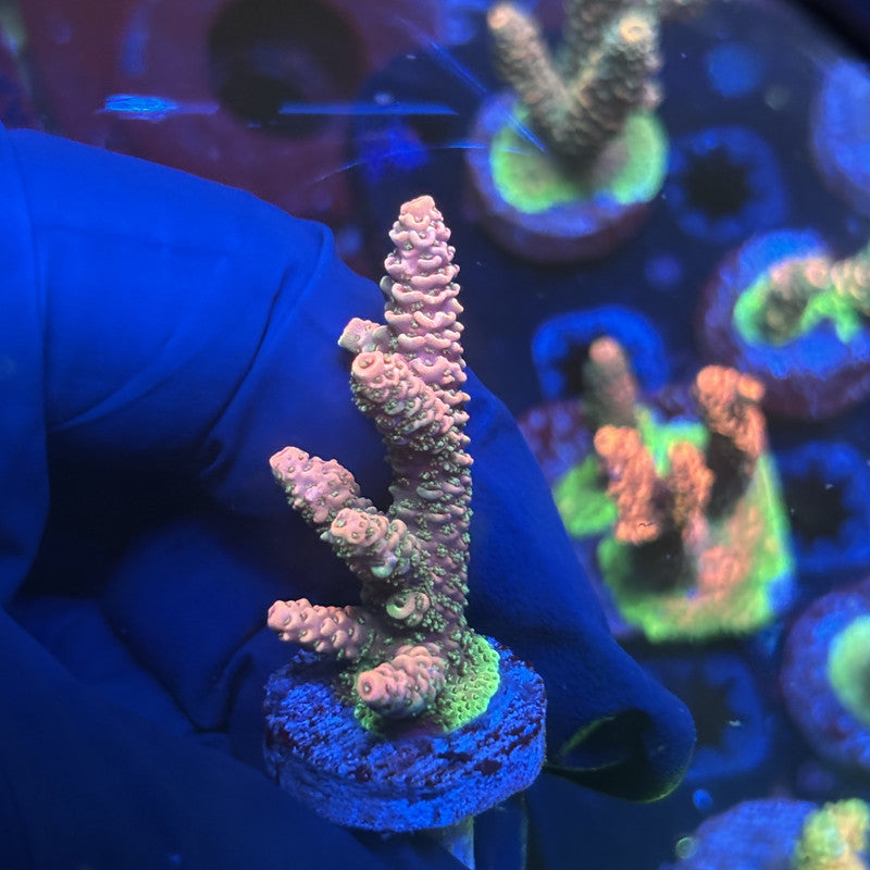 Y3-F07-M01 || Solomon Island Mille SPS