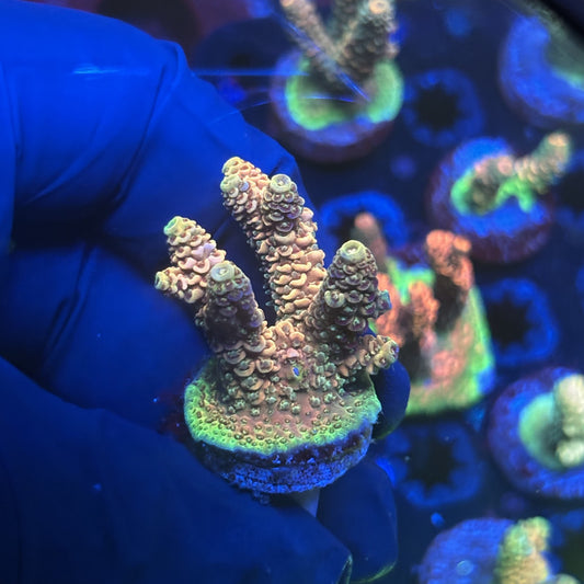 Y3-G01-M01 || Solomon Island Mille SPS