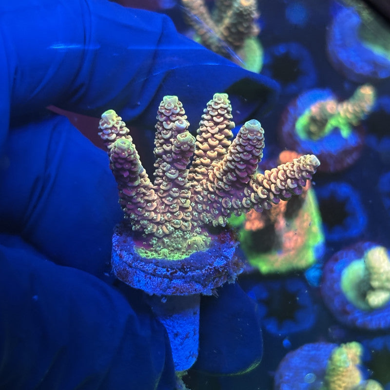 Y3-G02-M01 || Solomon Island Mille SPS